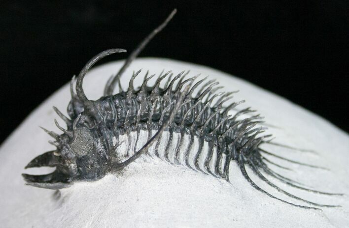 Large Spiny Quadrops Trilobite - #11421